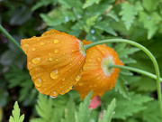 28th Jun 2021 - Raindrops on Poppies