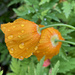 Raindrops on Poppies by 365projectmaxine