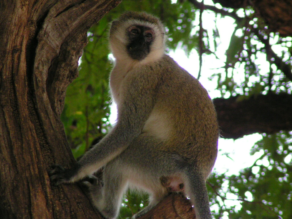 Vervet monkey by peadar