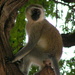 Vervet monkey by peadar
