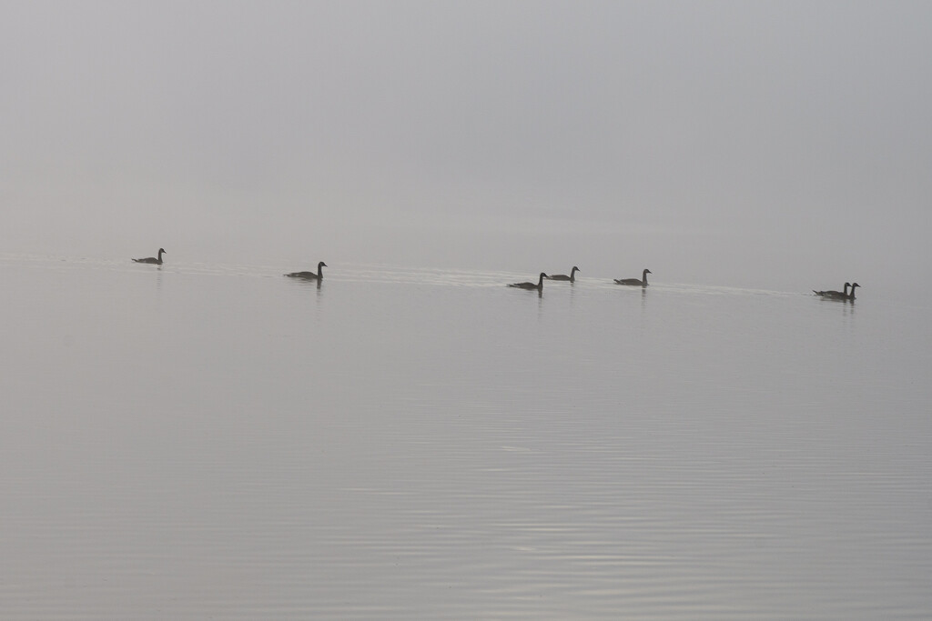 Geese in Fog by k9photo