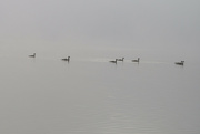 28th Jun 2021 - Geese in Fog