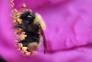 28th Jun 2021 - Secret Life of Bees
