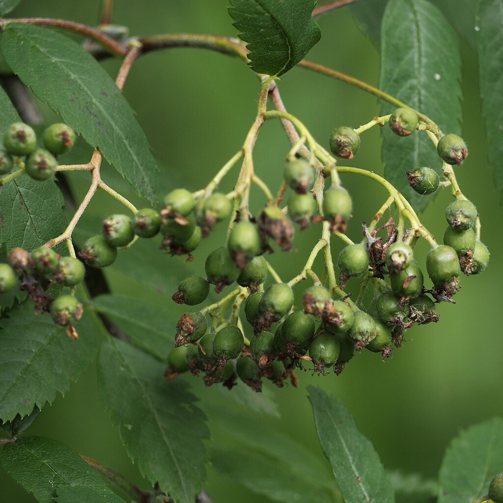 Rowan berries growing fast by jacqbb