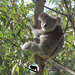 just kickin back by koalagardens