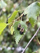 20th Jun 2021 - Ladybird larvae