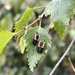 Ladybird larvae by tinley23