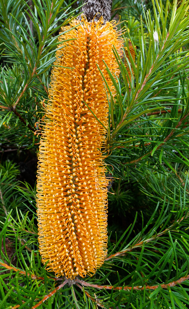 Banksia Ericifolia by ankers70