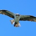 Osprey Overhead by markandlinda