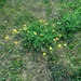 Little Yellow Flowers by spanishliz