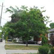 28th Jun 2021 - Another Frequently Passed Tree