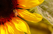 28th Jun 2021 - Sunflower bee