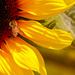 Sunflower bee by elza
