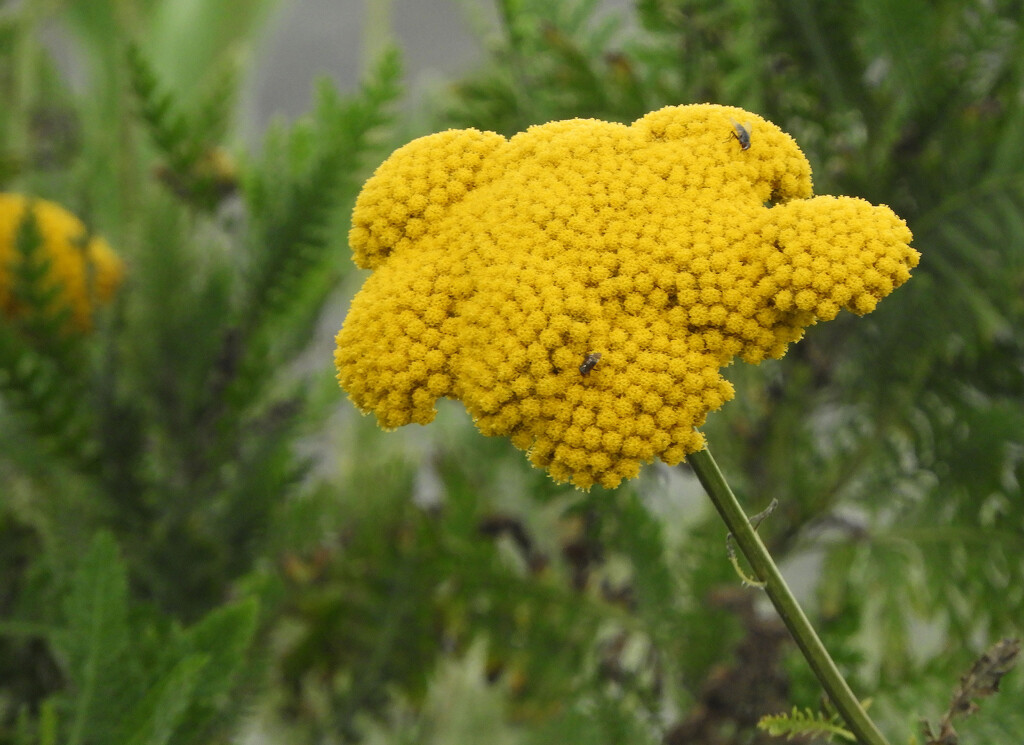 Yellow flowers and flies by homeschoolmom