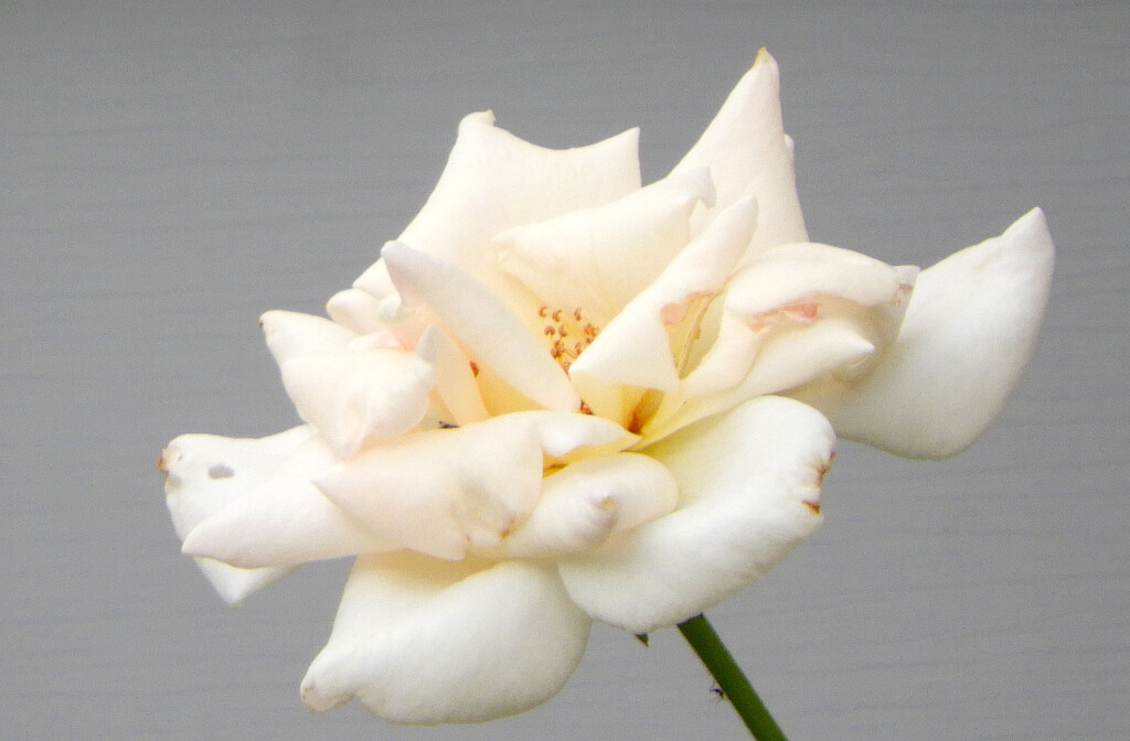 White Rose by homeschoolmom