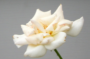 28th Jun 2021 - White Rose