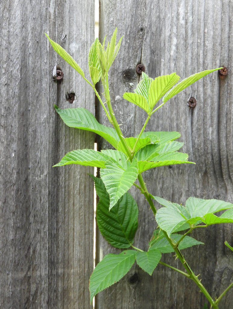 Blackberry vine on fence by homeschoolmom