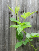 26th Jun 2021 - Blackberry vine on fence