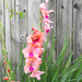 Peach glads at fence by homeschoolmom