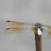 Another dragonfly by homeschoolmom