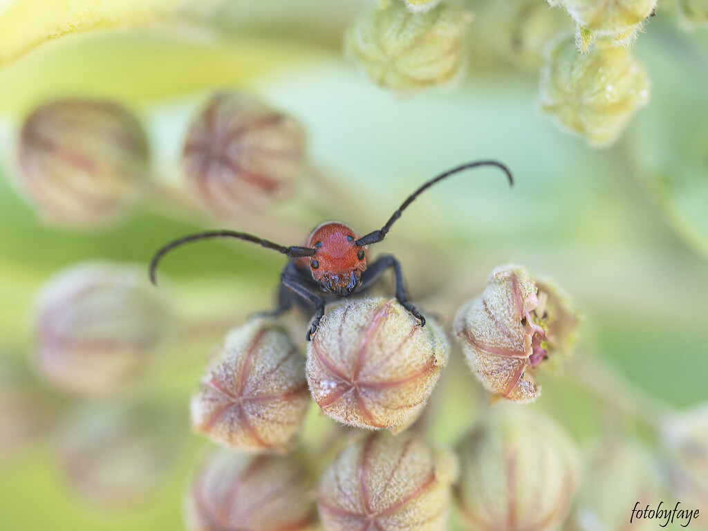 Hello little beetle by fayefaye