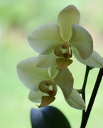 27th Jun 2021 - June 27: Orchids