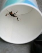 28th Jun 2021 - June 28: Nice Bug, Bad Bug