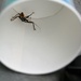 June 28: Nice Bug, Bad Bug by daisymiller