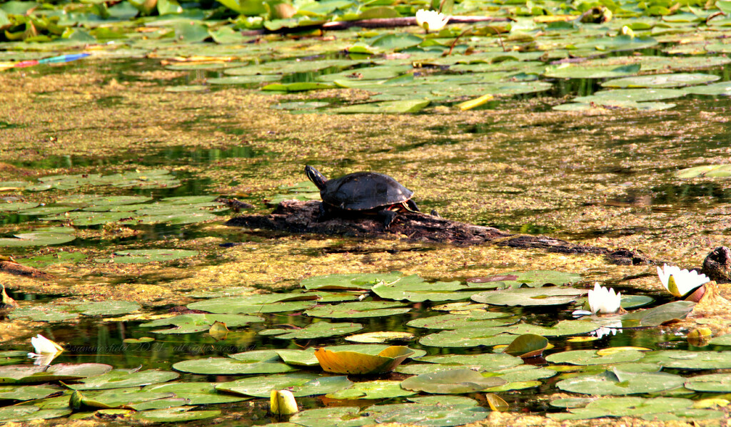 the turtle, a haiku by summerfield
