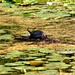 the turtle, a haiku by summerfield