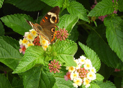 18th Jun 2021 - Buckeye butterfly