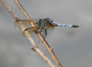 22nd Jun 2021 - Dragonfly on stick