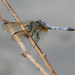 Dragonfly on stick by homeschoolmom