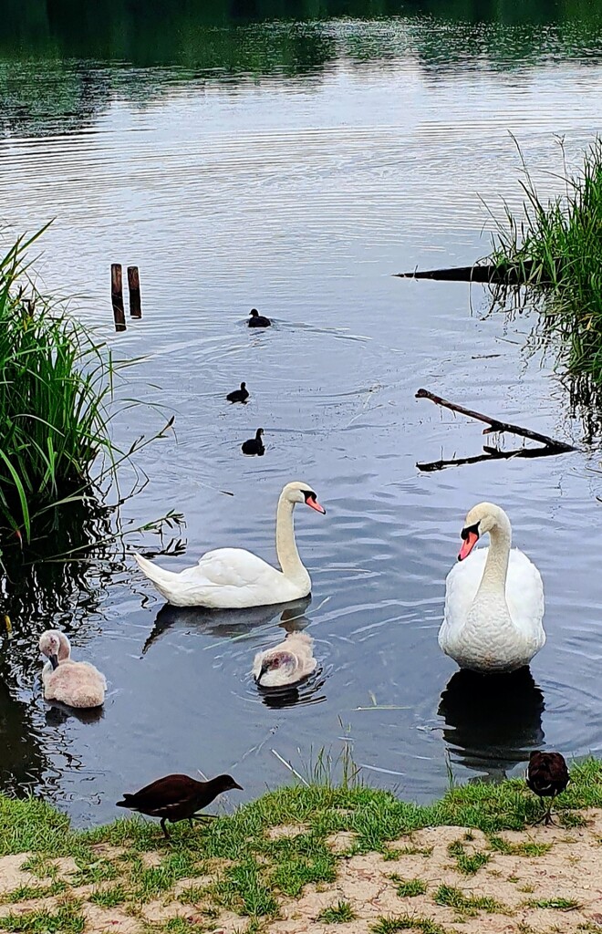 The Swan's Lake. by teresahodgkinson
