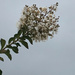 White Crepe Myrtle by homeschoolmom