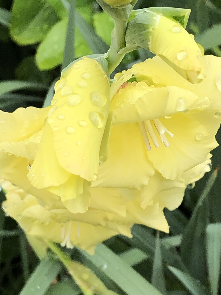 yellow glad with raindrops by homeschoolmom