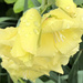 yellow glad with raindrops by homeschoolmom