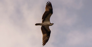 28th Jun 2021 - Osprey Floating Overhead!