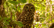 28th Jun 2021 - The Barred Owl Was Very Inquisitive!