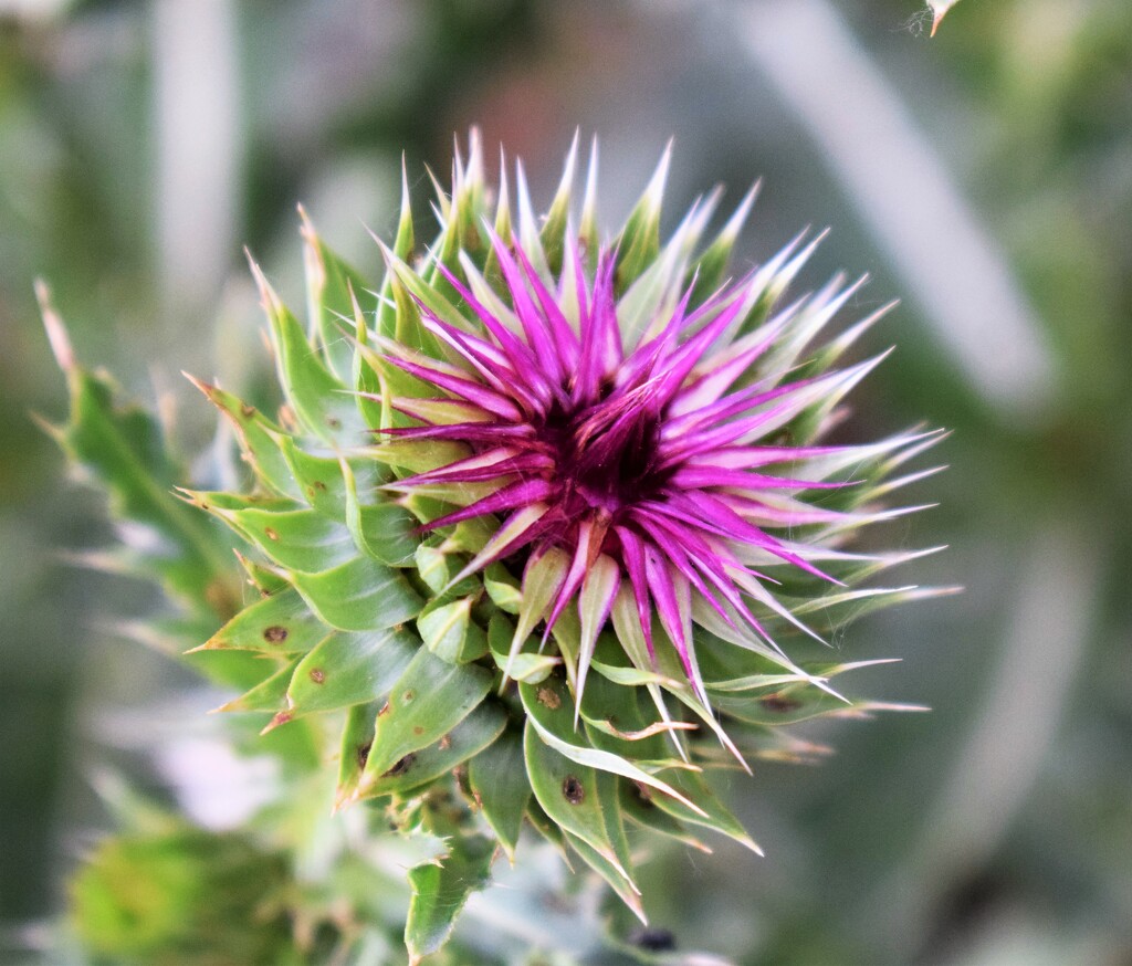 Thistle at Arapahoe Bend by sandlily