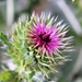 Thistle at Arapahoe Bend by sandlily