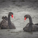 Swan Lake by helenw2