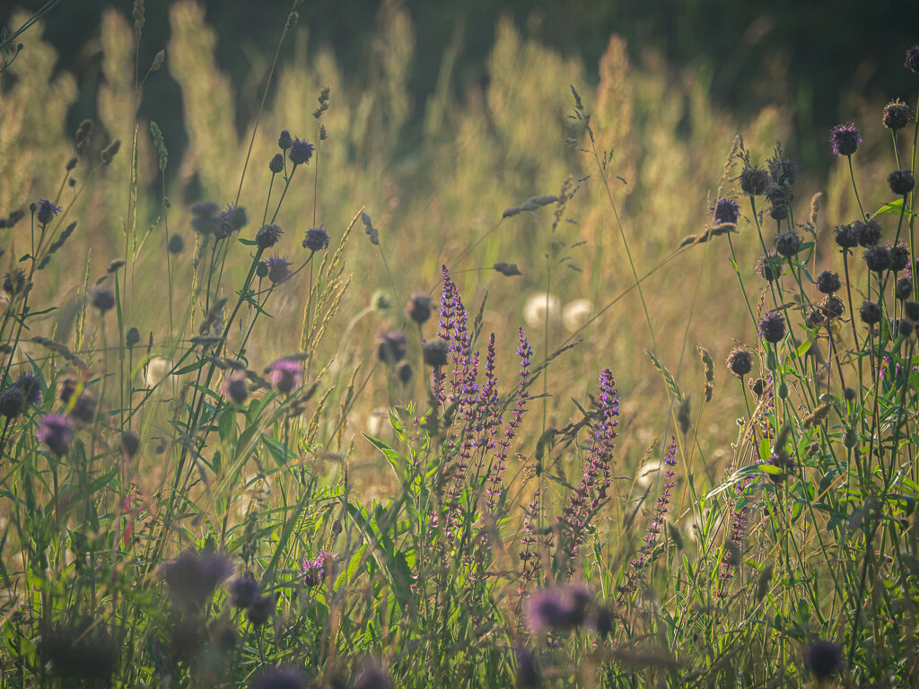 A wild meadow by haskar