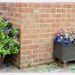 Hebe and trough of petunias  . by beryl