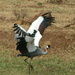 Crested crane by peadar