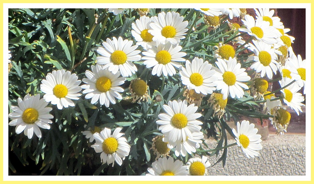  Daisies. by grace55