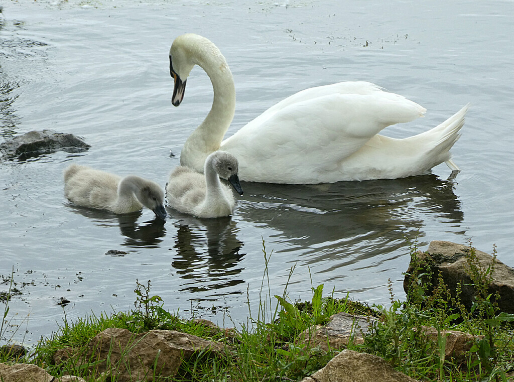Swan Family. by wendyfrost