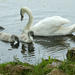 Swan Family. by wendyfrost