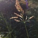 Grass Seed Head by meotzi