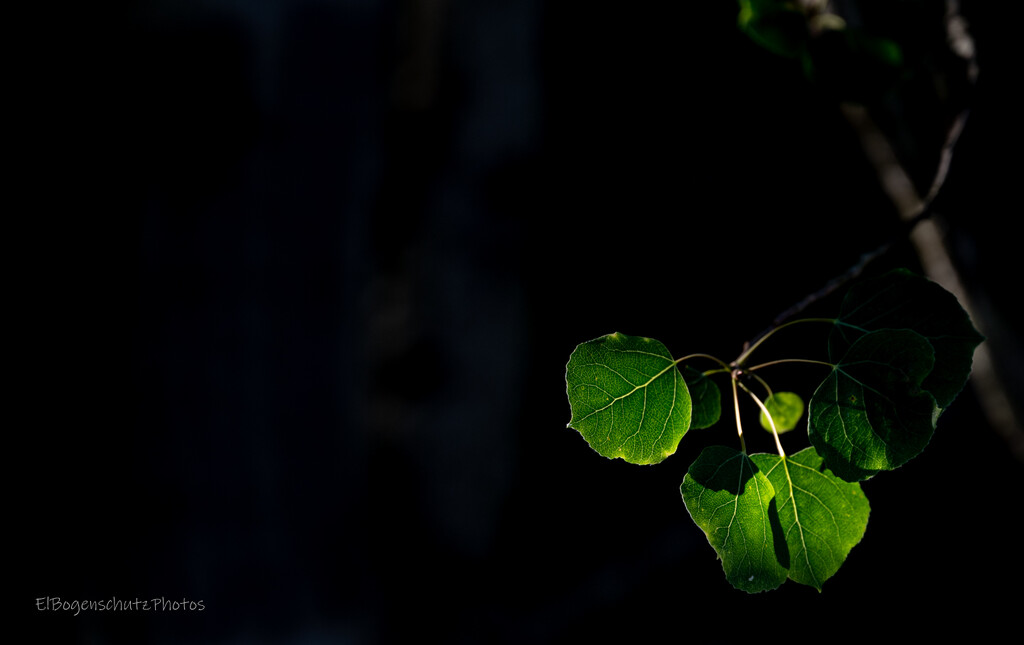 Birch leaves in negative space  by theredcamera